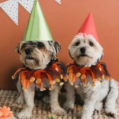 Kat Heks Halloween Kostume, Hund Tutu Krave og Hekse Græskar Hat til KLB