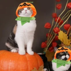 Katte Halloween Græskar Hat Græskar Dæmon Cap Katte Hovedbeklædning