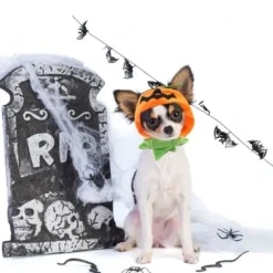Katte Halloween Græskar Hat Græskar Dæmon Cap Katte Hovedbeklædning