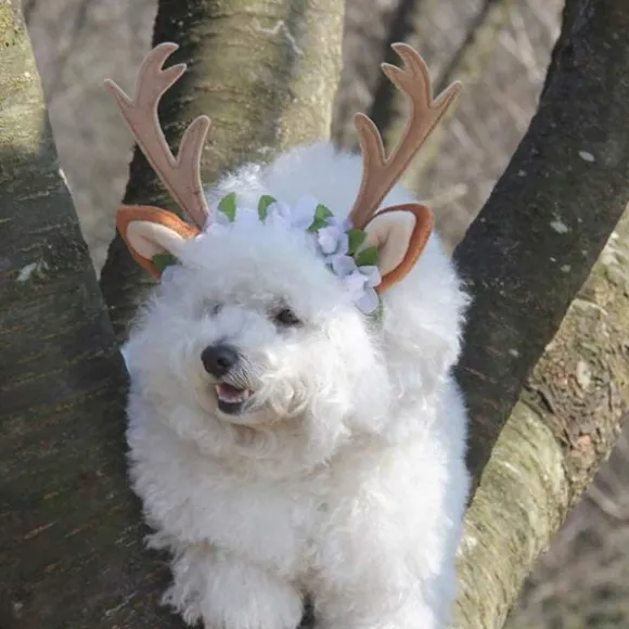 Katte Kostume, Jule Hovedbøjle, Rensdyr Gevir, Katte- og Hundehovedbeklædning med Blomster til Katte og Små Hunde