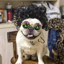Sjov hund kat cosplay paryk, kæledyrskostumer, kattekostume til Halloween