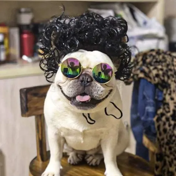 Sjov hund kat cosplay paryk, kæledyrskostumer, kattekostume til Halloween